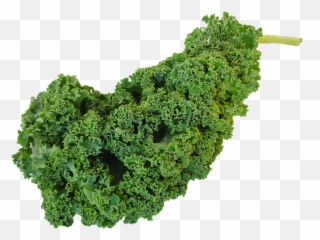Kale Png Clipart - Kiel Vegetable,Kale Png
