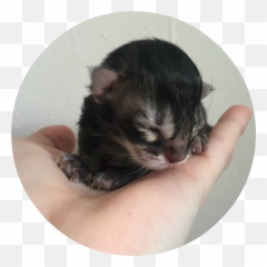 Download Hd I Have The Kittens - Circle Transparent png