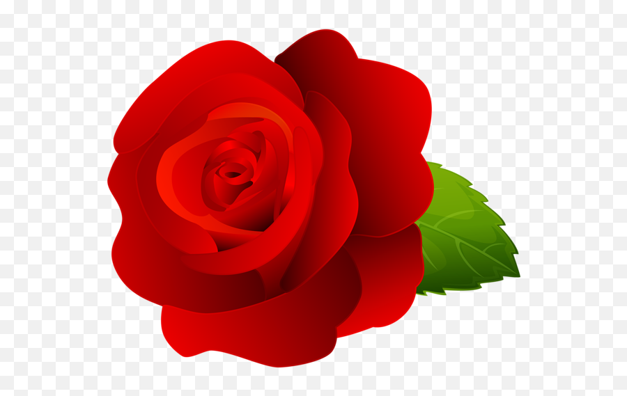Rose Png Flower Images Free Download - Garden Roses,Red Flower Png