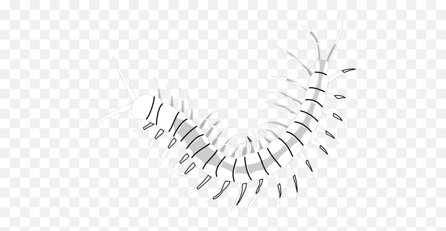 Worm Clipart Centipede Picture 1733726 - Millipedes Png,Centipede Png