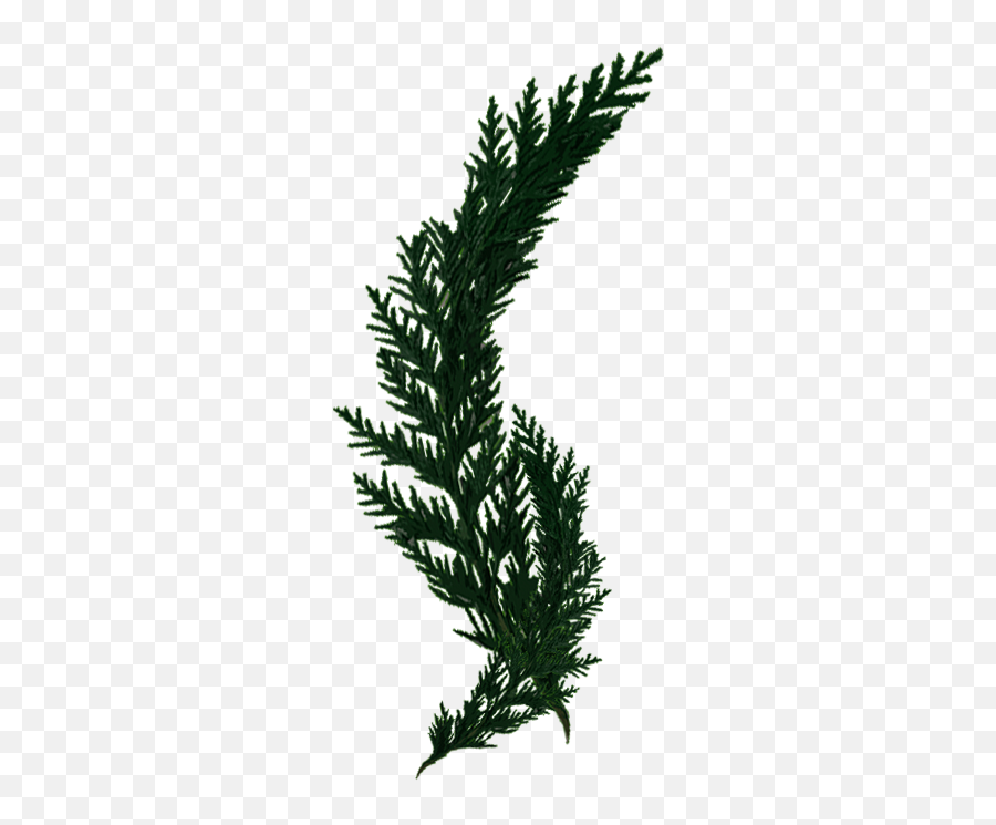 Download Cypress - Grass Full Size Png Image Pngkit Grass,Cypress Tree Png