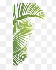 Leafs Png - Roystonea,Leafs Png