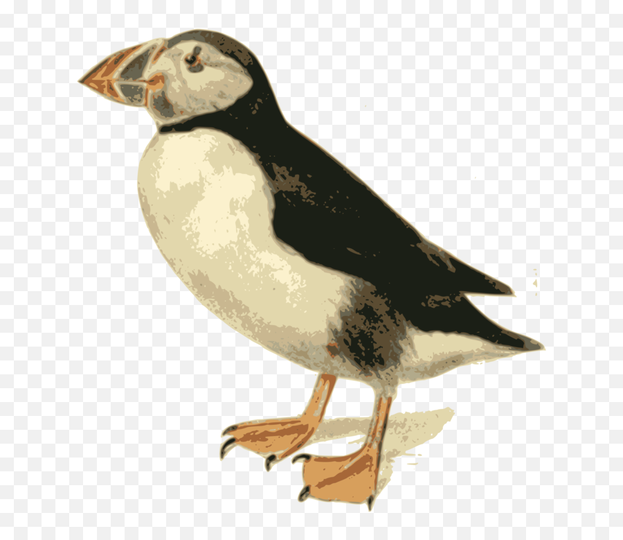 Bird Atlantic Puffin Png Clipart - Atlantic Puffin,Puffin Png