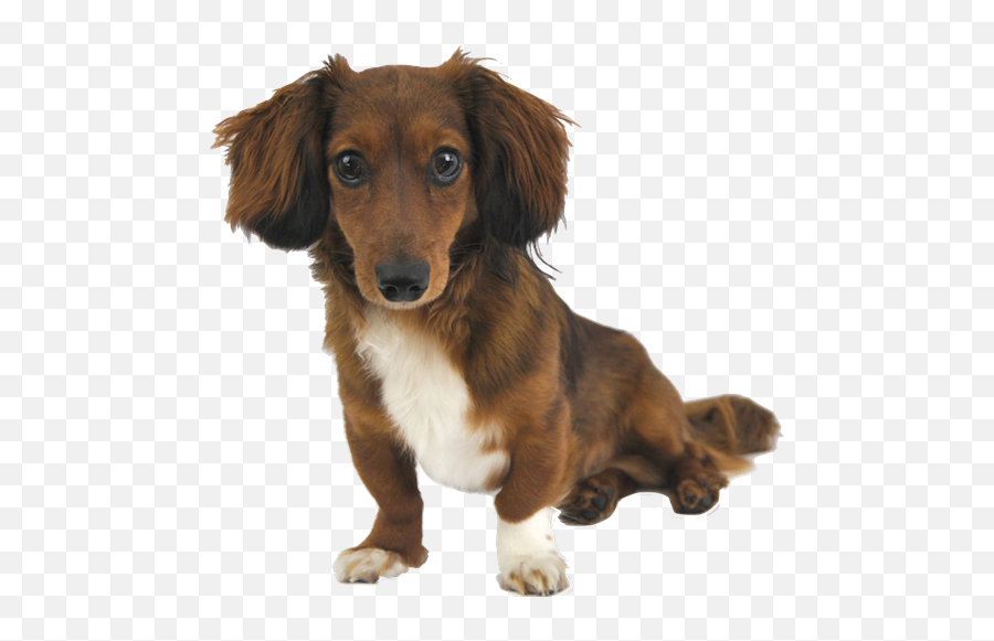 Why Choose A Miniature Dachshund - Transparent Background Dachshund Png,Dachshund Png