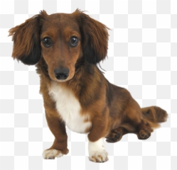 Why Choose A Miniature Dachshund - Transparent Background Dachshund Png,Dachshund Png