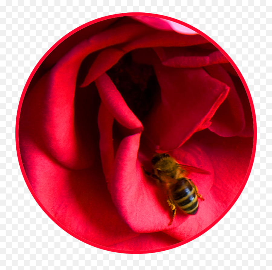 Bee Clipart - Bee On A Rose Png,Bee Png