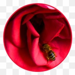 Bee Clipart - On A Rose png
