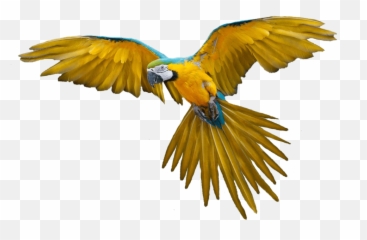 Report Abuse - Flying Bird Png Clipart Full Size Transparent