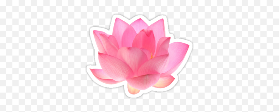 Pink Lotus Flower - Transparent Background Lotus Flower Clipart Png,Lotus Transparent