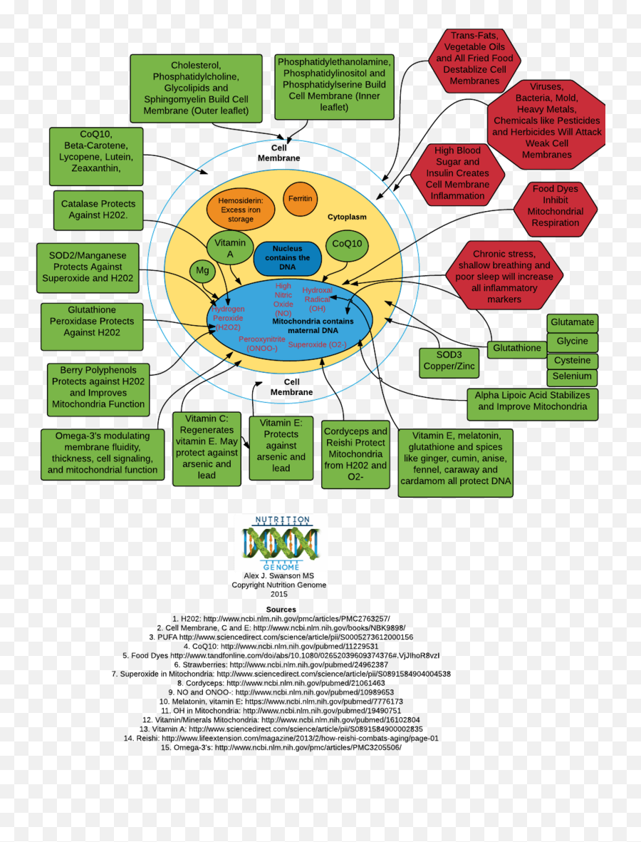 Mitochondria Nutrition - Diagram Png,Mitochondria Png