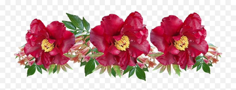 Flowers Red Peony - Free Photo On Pixabay Camellia Png,Peony Png