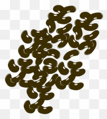 Kidney Beans Leguminous Plants - Free Vector Graphic On Pixabay Beans Clipart Png,Kidney Png
