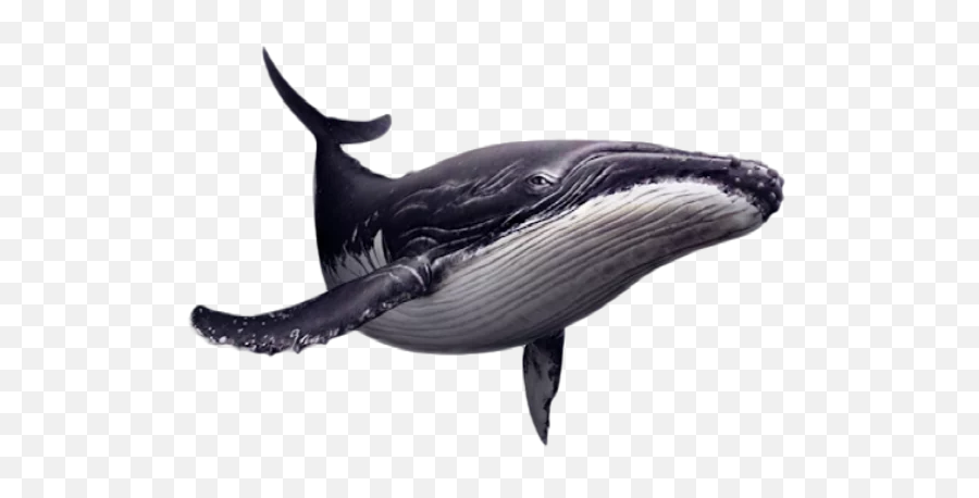 Home Rudolf The Vegan Whale - Humpback Whale Png,Blue Whale Png