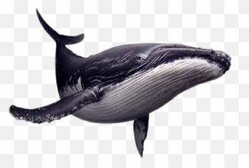 Home Rudolf The Vegan Whale - Humpback Whale Png,Blue Whale Png