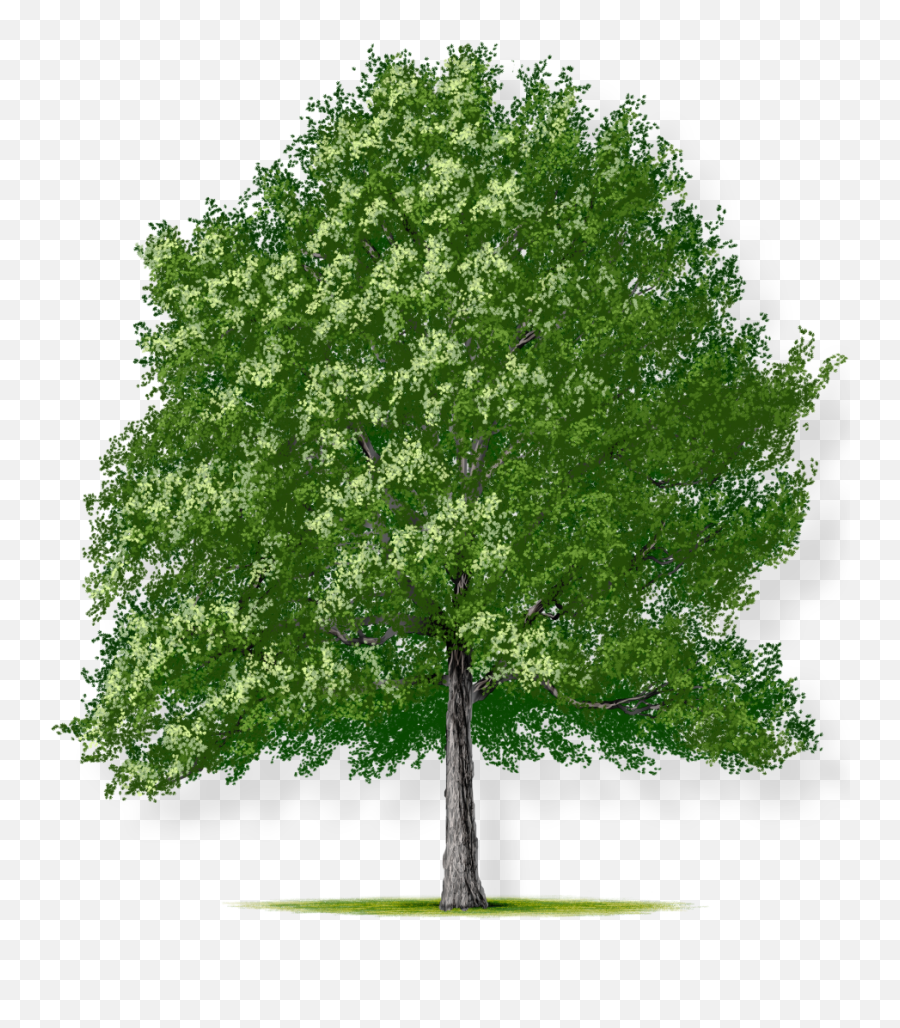 Download Hd Tree Height - Small Honey Locust Tree Bald Cypress Tree Png,Small Tree Png