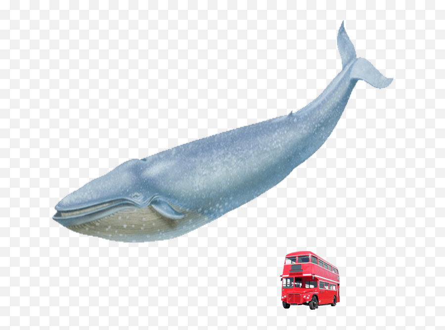 Blue Whale Vs Red London Bus Free Png - Blue Whale And Bus,Whale Transparent