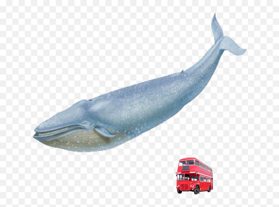 Blue Whale Vs Red London Bus Free Png - Blue Whale And Bus,Whale ...