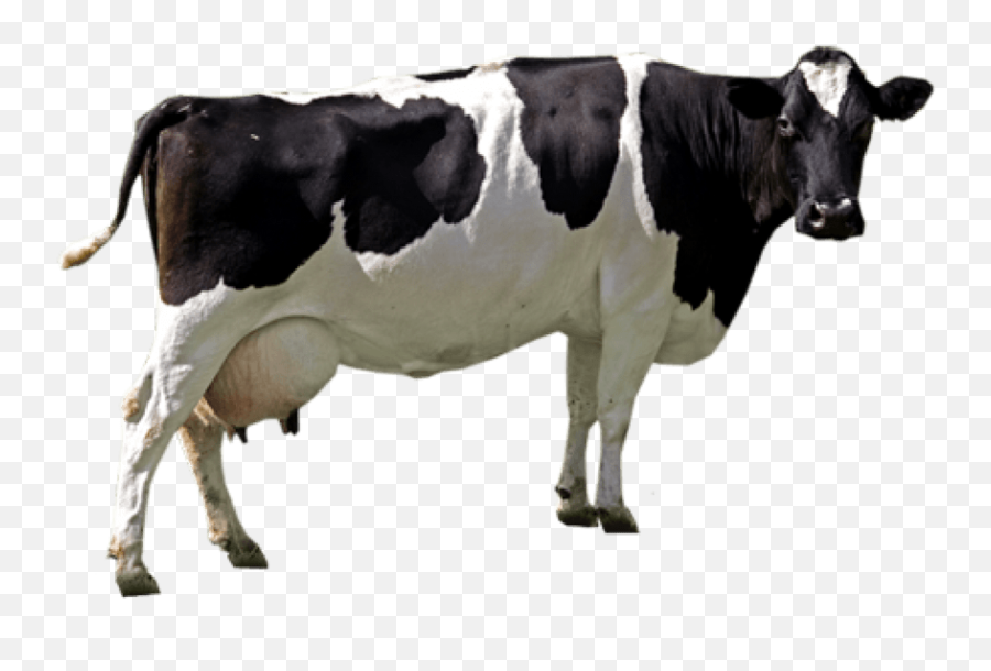 Cow Image Transparent Png Clipart - Cow Png,Cattle Png