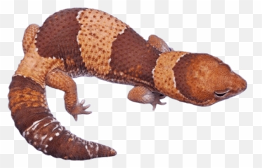 African Fat Tailed Gecko Morphs - Find Out What Your Gecko Fat Tail Gecko Normal Het Zulu Png,Leopard Gecko Png