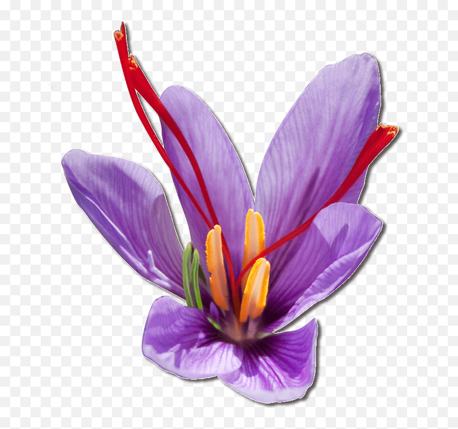 Purple Saffron Flower Transparent Png - Saffron Flower Png,Purple Flower Transparent Background
