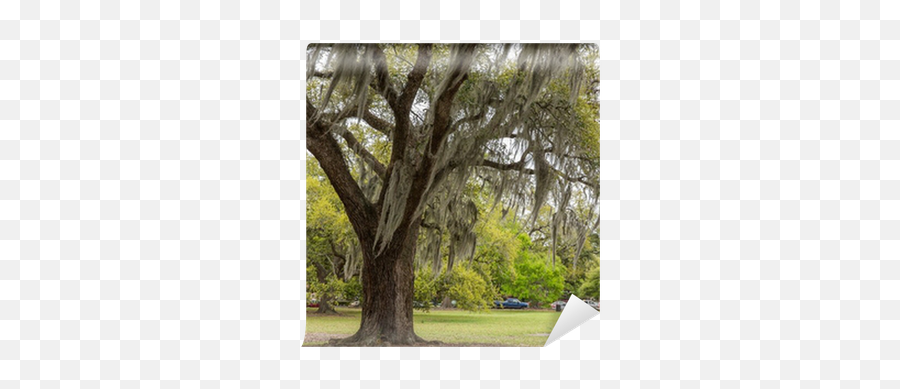 Orleans Park Wall Mural Pixers - Weeping Willow Png,Spanish Moss Png