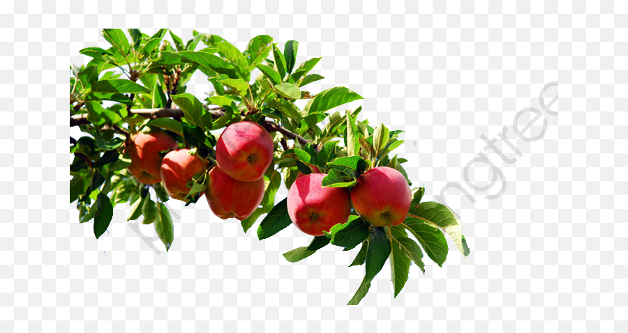 Apple Tree Branch Clipart - Apple Tree Branch Png,Branch Png