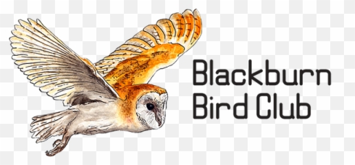 About - Barn Owl png