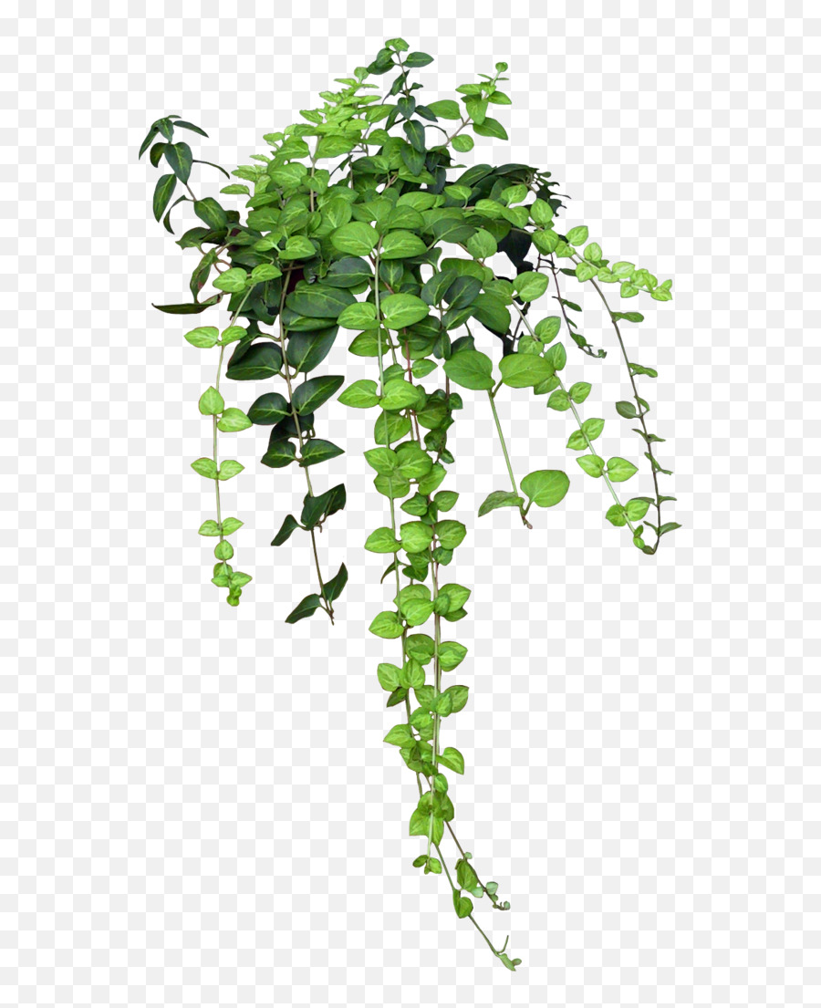 Ivy Png - Traffic Ivy Plant Image Aesthetic Plants Png Soft Boy Aesthetic Outfits,Ivy Png