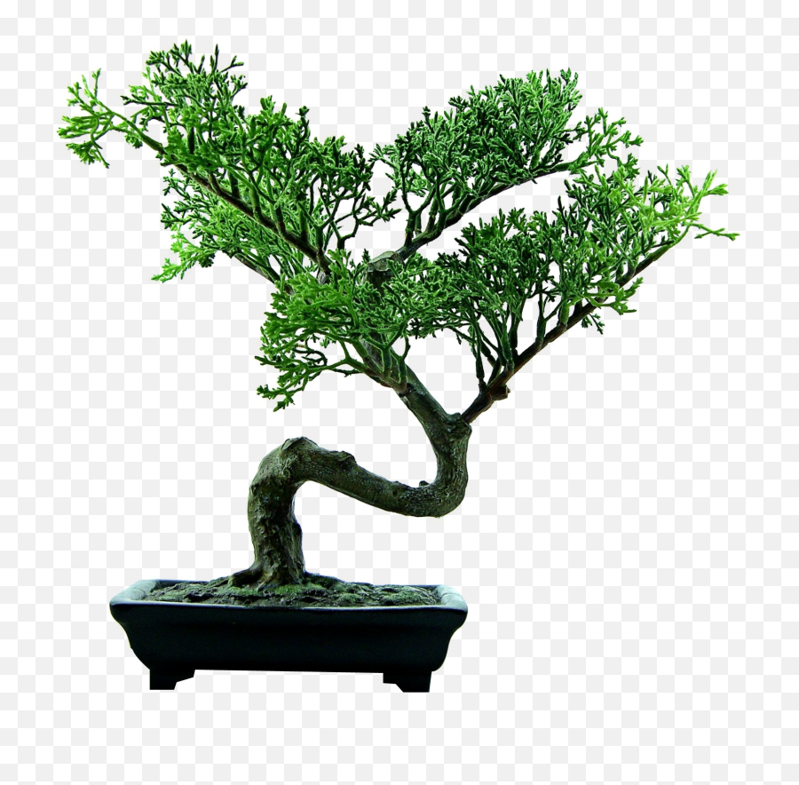 Bonsai Tree Png Image - Bonsai Tree Png,Bonsai Tree Png