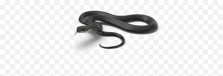 Black Mamba Snake Png 3 Image - Black Mamba Snake Png,Black Snake Png
