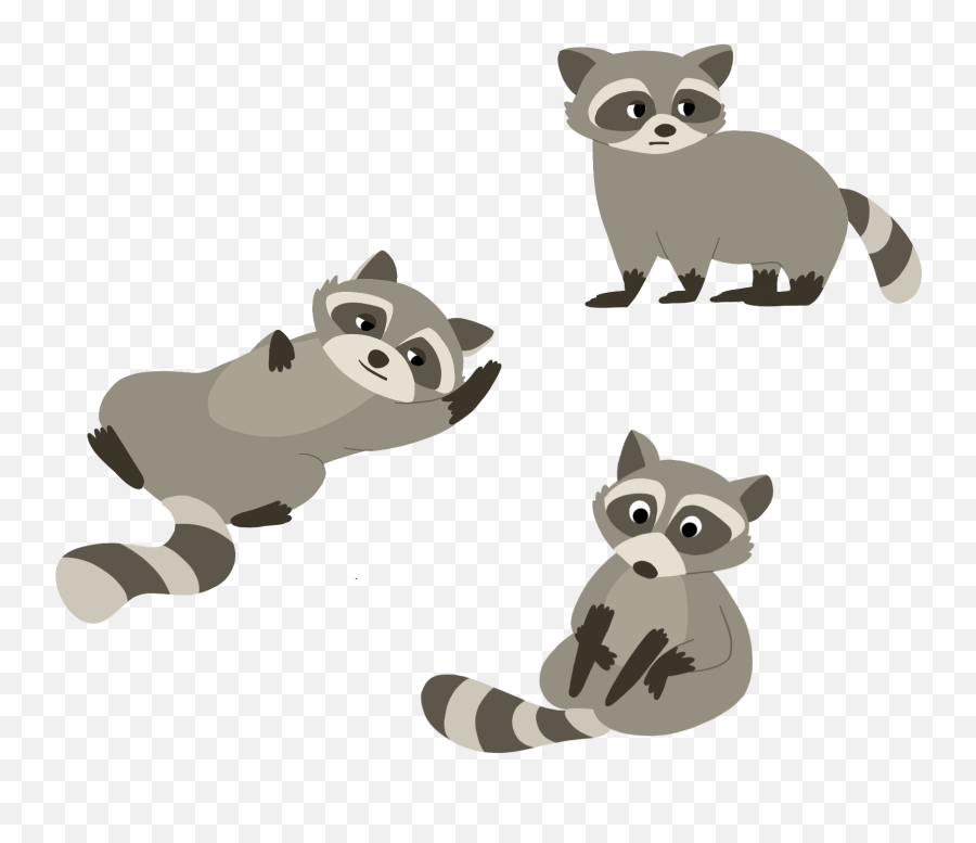 Fun Facts About Sfuu0027s Most Popular Animal The Raccoon - Animal Figure Png,Fun Fact Icon