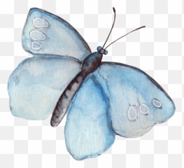 Watercolor Butterfly Clipart - Tumblr Png