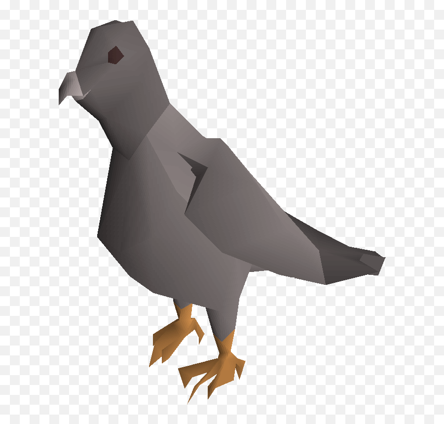 Pigeon Png Pic - Portable Network Graphics,Pigeon Png