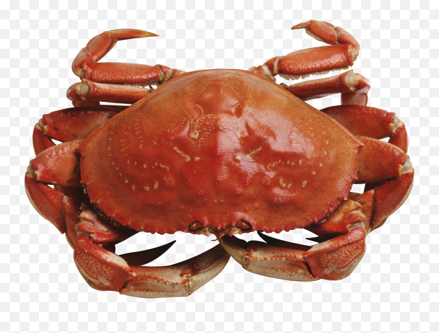 Free Png Images Download Crab Transparent Background
