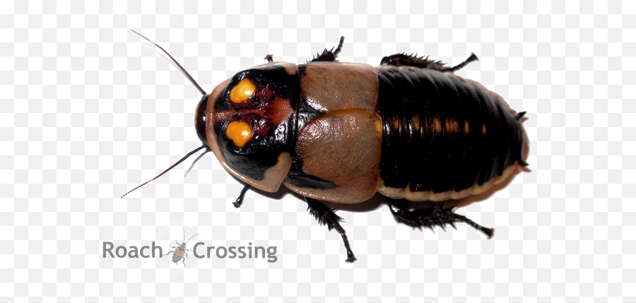 Wish List - Roach Crossing Png,Roach Png
