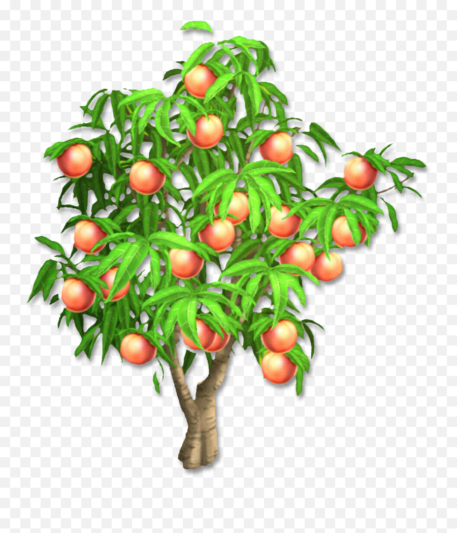 Peach Tree Png Transparent - Comparing Lengths In Metres,Fruit Tree Png
