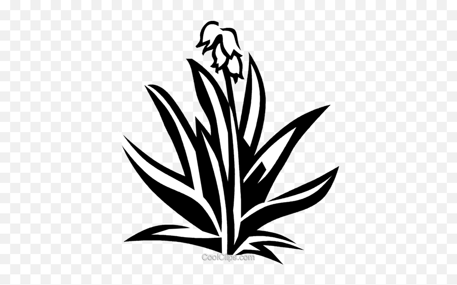 Yucca Royalty Free Vector Clip Art - Transparent Yucca Plant Vector Png,Yucca Png
