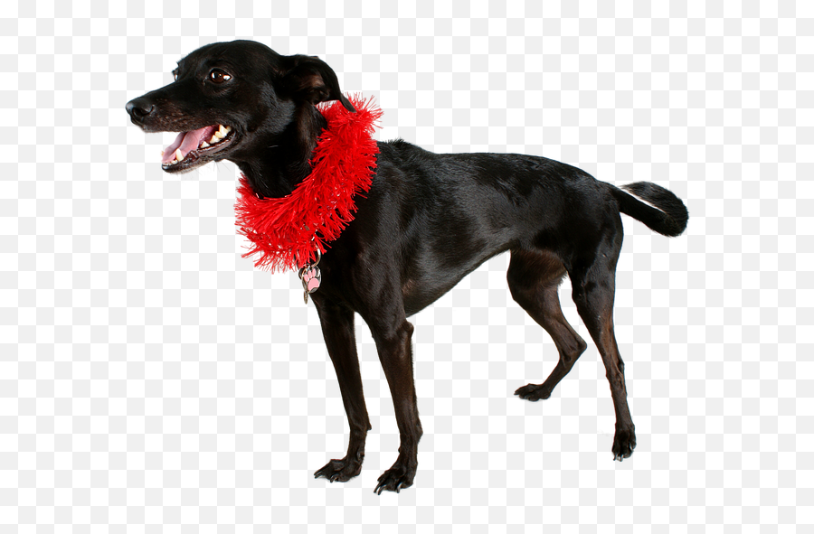 Dog Black Pet - Png,Black Dog Png