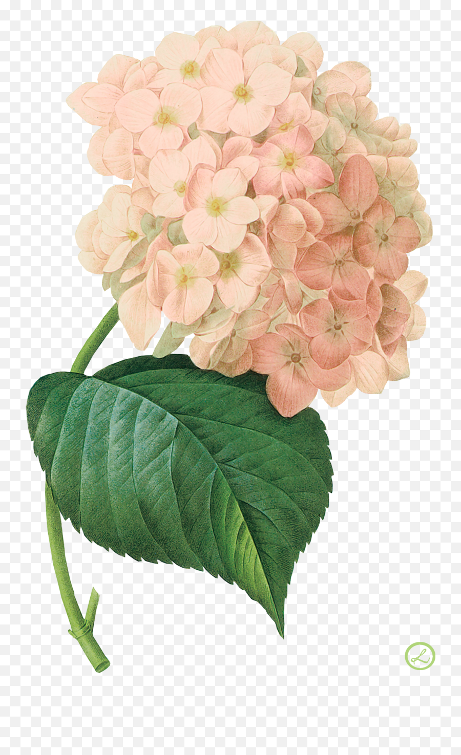 Kwiaty Transparent - Hydrangea Vintage Png,Hydrangea Png