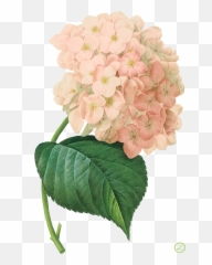 Kwiaty Transparent - Hydrangea Vintage Png,Hydrangea Png