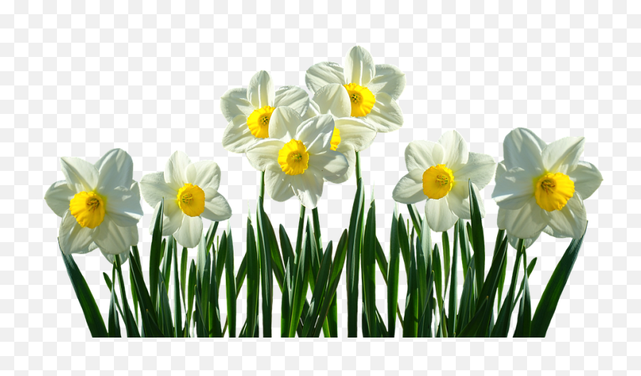 Easter Flower Png Transparent Images 11 - Transparent Background Daffodils Png,Spring Flowers Png