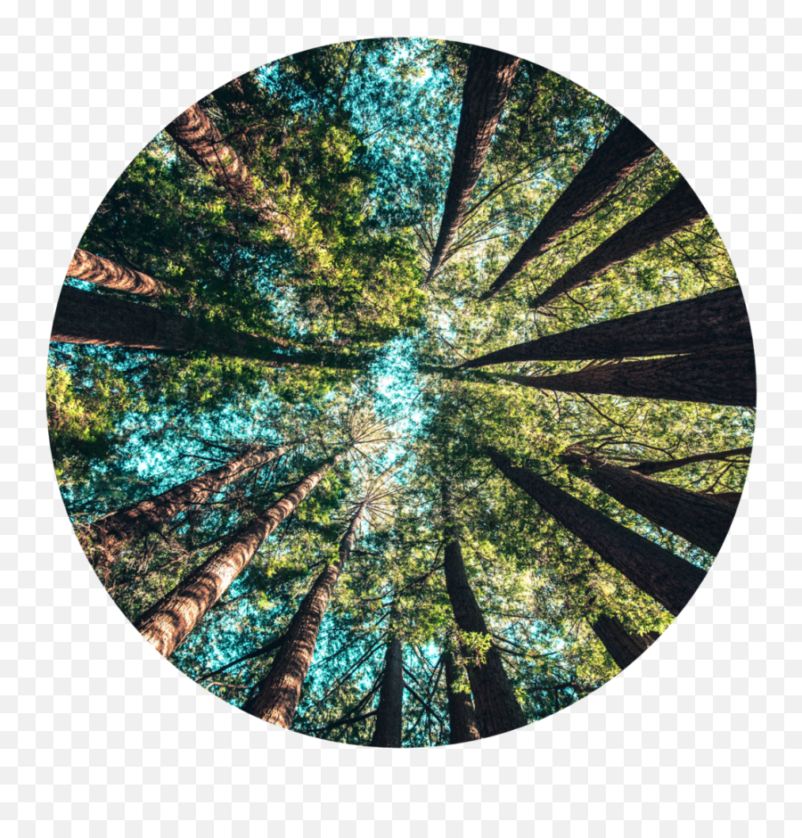 Download Web Circles Lg3 - Shy Trees Hd Png Download Uokplrs 21 March International Forest Day 2020,Groups Of People Png