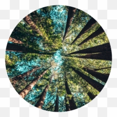 Download Web Circles Lg3 - Shy Trees Hd Png Download Uokplrs 21 March International Forest Day 2020,Groups Of People Png
