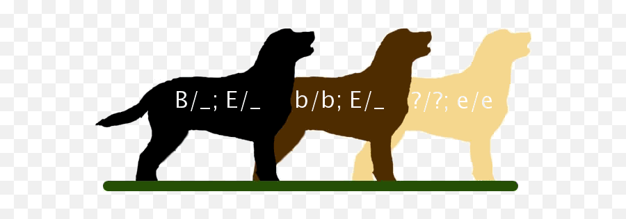 Labretcolors - Labrador Retriever Genetics Png,Black Lab Png