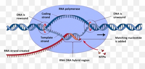 Download Williams Syndrome Dna Hd Png - Uokplrs Rna Polymerase In Protein Synthesis,Dna Strand Png