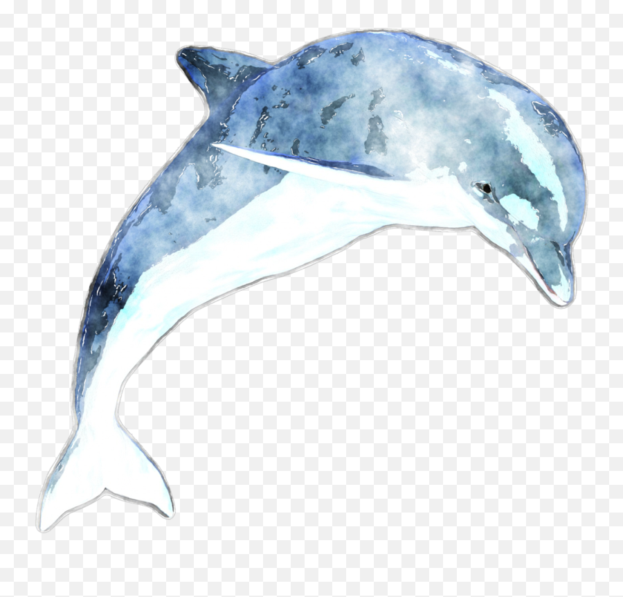 2598545112 Dolphin - Dolphin Watercolor Png,Dolphin Transparent Background