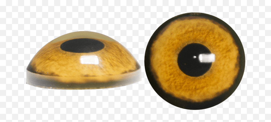 Owl Eyes - Owl Eyes Png,Wolf Eyes Png