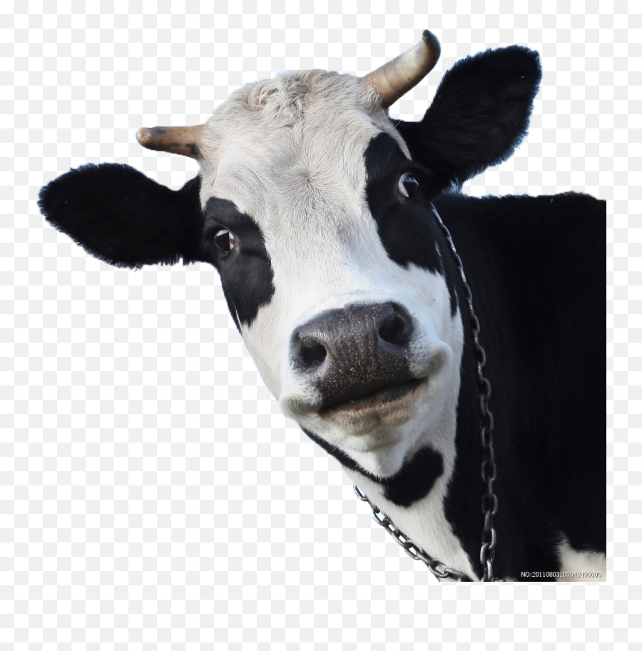 Sheep Friesian Cow Wallpaper Milk Cows - Holstein Friesian Cattle Png,Cattle Png