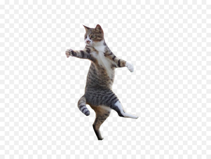 Dancing Cat Png Images U2013 Free Vector Psd - Transparent Dancing Cat,Dancing Cat Gif Transparent