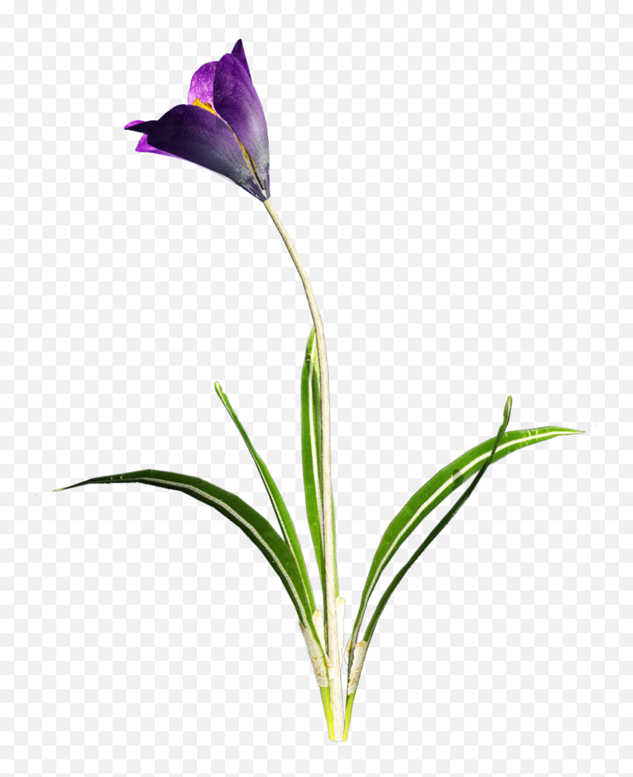 Crocus Png Transparent Images - Flower With Stem Png Transparent,Purple Flower Transparent Background